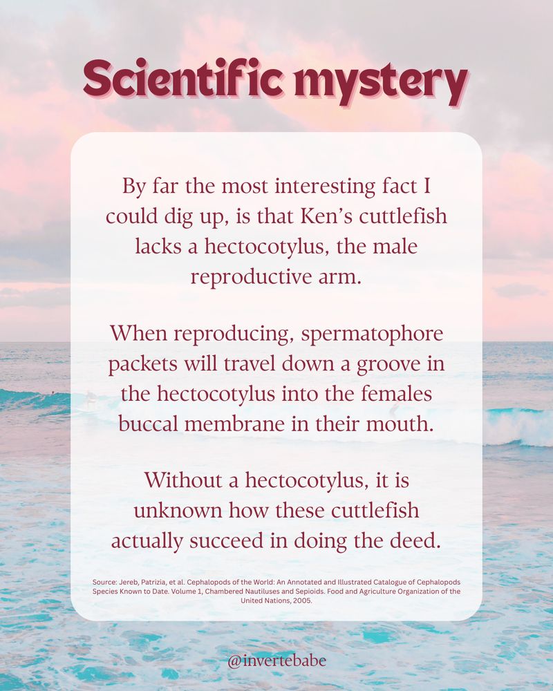 Text reads: Scientific mystery. By far the most interesting fact I could dig up, is that Ken’s cuttlefish lacks a hectocotylus, the male reproductive arm. When reproducing, spermatophore packets will travel down a groove in the hectocotylus into the females buccal membrane in their mouth. Without a hectocotylus, it is unknown how these cuttlefish actually succeed in doing the deed. Source: Jereb, Patrizia, et al. Cephalopods of the World: An Annotated and Illustrated Catalogue of Cephalopods Species Known to Date. Volume 1, Chambered Nautiluses and Sepioids. Food and Agriculture Organization of the United Nations, 2005."