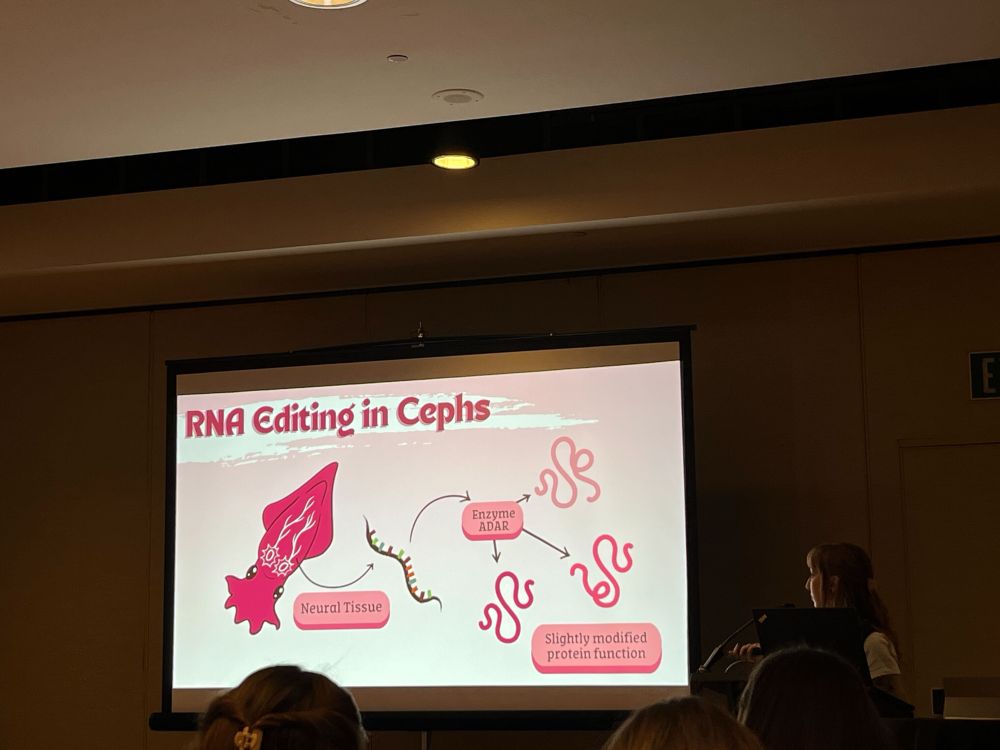 Photo of me presenting at SICB with the same illustration as the other photo, but much more simpler and more cartoony version of a squid that is pink. 