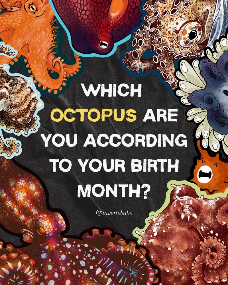 Graphic that reads “which octopus are you according to your birth month” surrounded by illustrations of octopuses like the starry night octopus, the ruby octopus, the warry octopus, zebra pygmy octopus, algae octopus, paper nautilus (which is actually an octopus), and the coconut octopus
