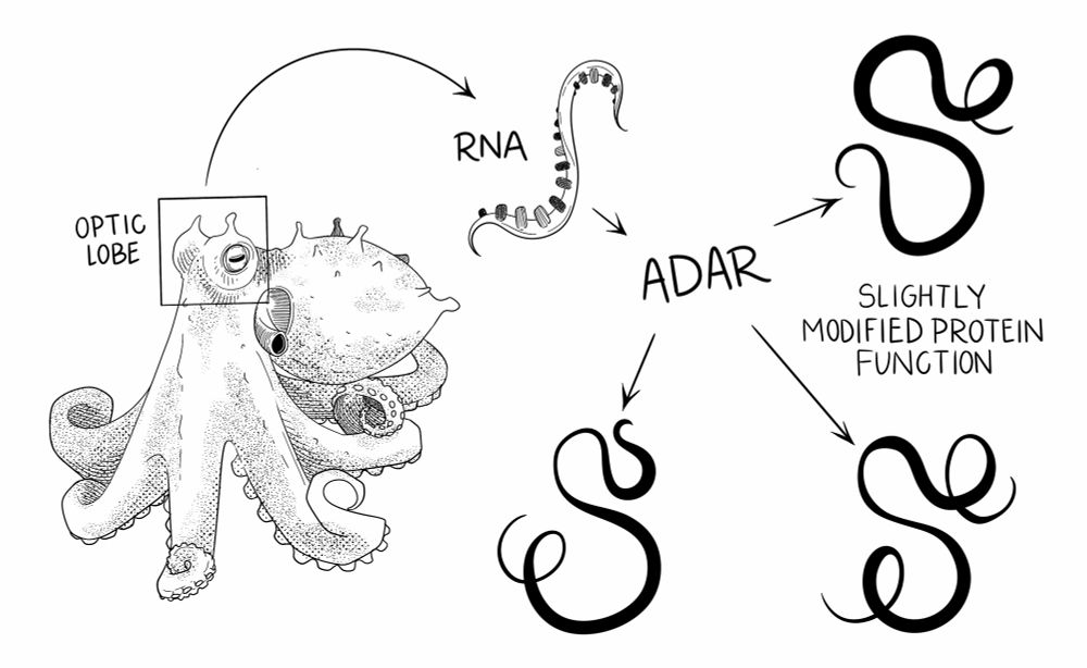 Figure for rna editing in octopuses. Black and white illustration of a ruby octopus, with a box around their eyes that says optic lobe. And arrow points to a strand of RNA which then points to the enzyme ADAR, pointing to 3 strands of black ink that are curled in slightly different ways. The black ink strands are proteins, curled in different ways to represent slightly modified protein function