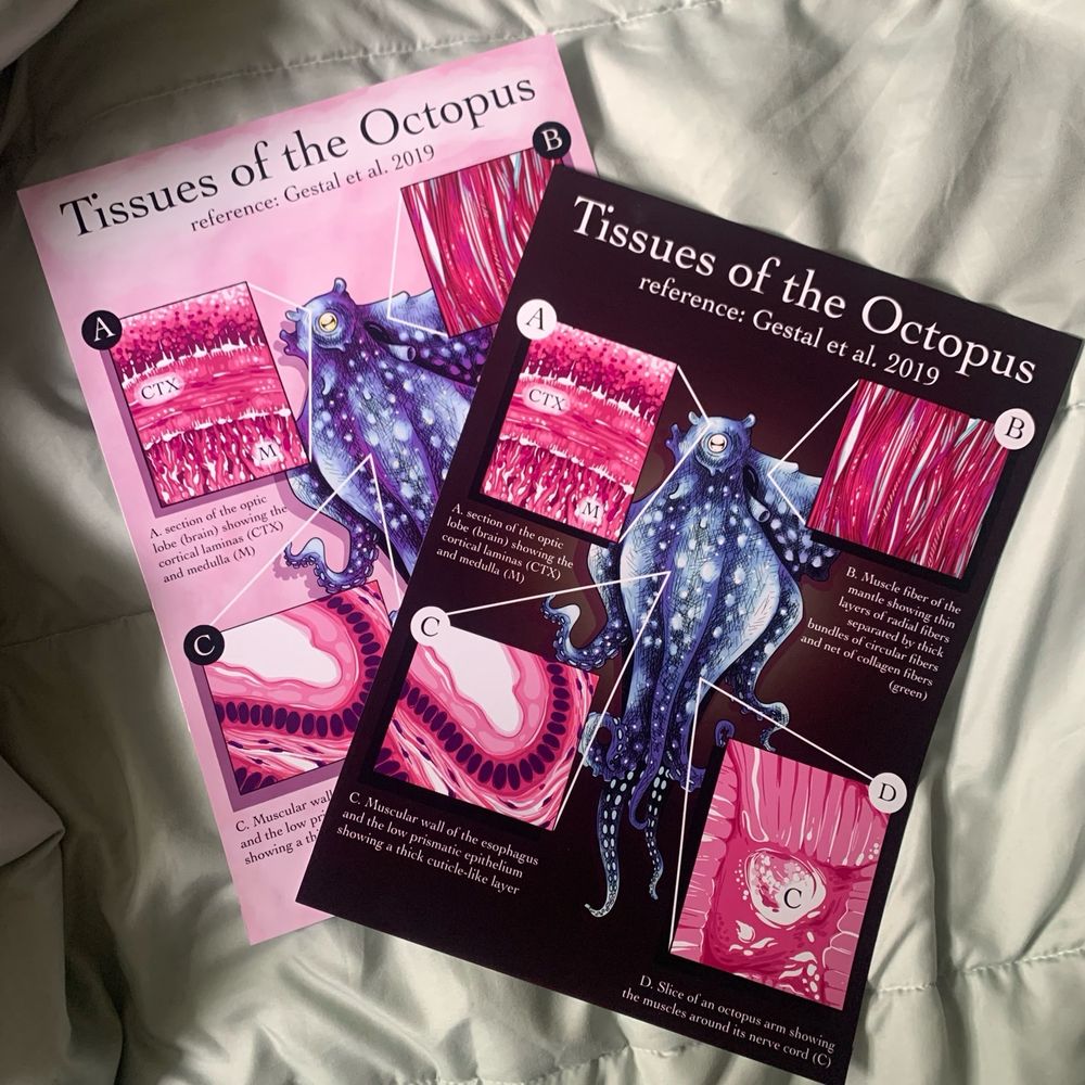 Photo of two prints. One black and one pink, featuring a blue octopus and 4 illustrations of some highlighted tissues like their brain, nerve cord, esophagus, and mantle. Header text reads “tissues of the octopus”