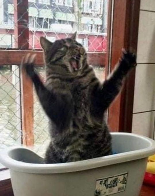 Cat with front paws raised, mouth open and eyes wide. Everything is blurry with motion. Someone may lose a finger.