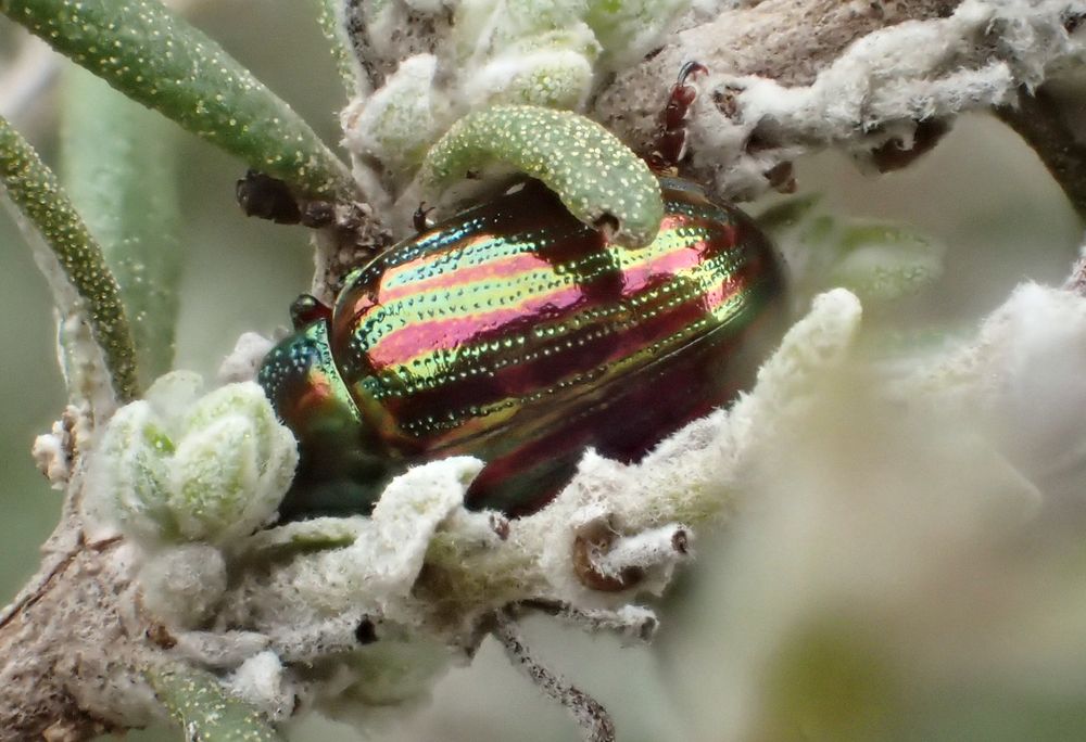 Chrysolina americana beetle hiding in rosemary leaves. The elytra exhibits alternate reddish and greenish reflections likely due to thin layers wavelength filters (not pigments)