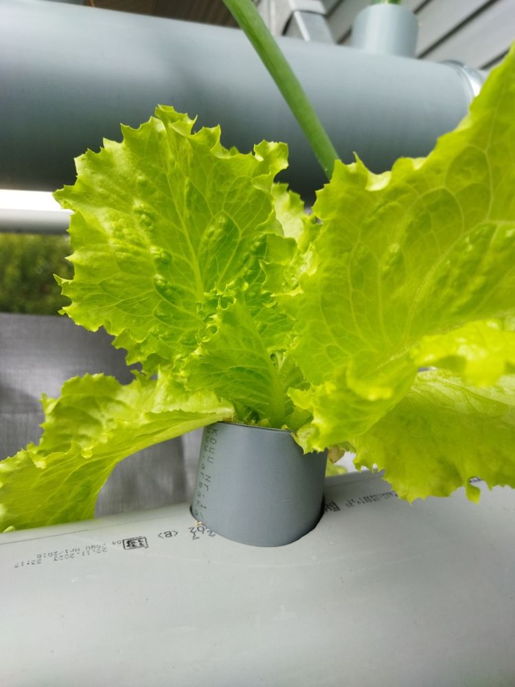 A lettuce with a leaf broken by a sharp edge of a pipe it grows out of