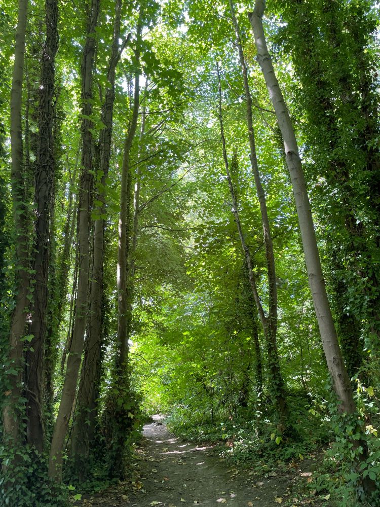 A view along a narrow woodland path flanked by tall trees in full summer leaf. Some of the trunks are wrapped in dark green ivy. Sunlight is filtering through the canopy, making this a very green photo.