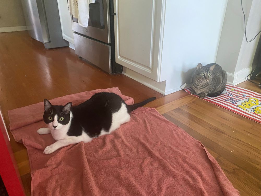 a high black and white cat on an orange towel with a grey striped cat behind him who is staring into space 