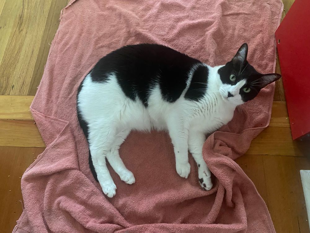 a high black and white cat on an orange towel 