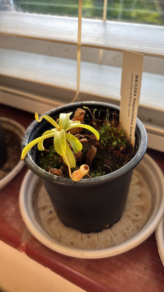 Nancy Reagan, a small nepenthes plant with bright green leaves and small slightly rosey cups that are both dying off.