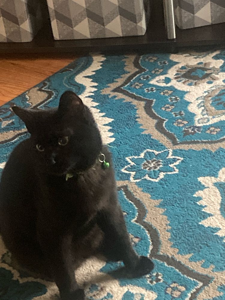 My black cat, Dave, looking at my cat, Peanut (off screen)