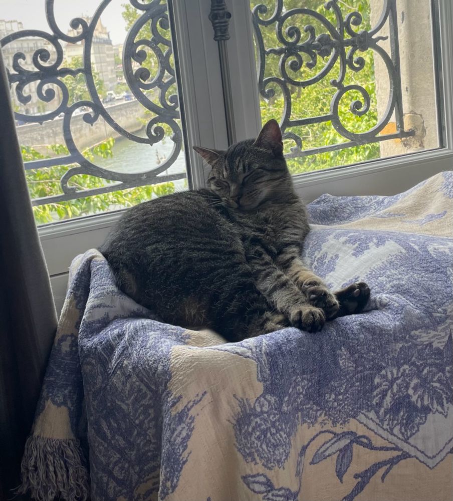 American Bobtail rescue kitty eyes closed and cute paws together tucked into a cozy spot on top of his favorite blanket in a basket next to a window overlooking the Seine River in Paris