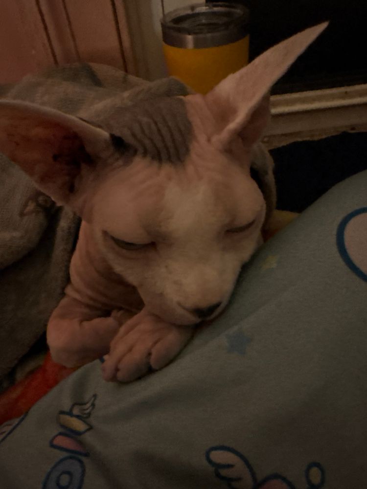 Same as the last picture but he turned his head to the camera and is barely awake