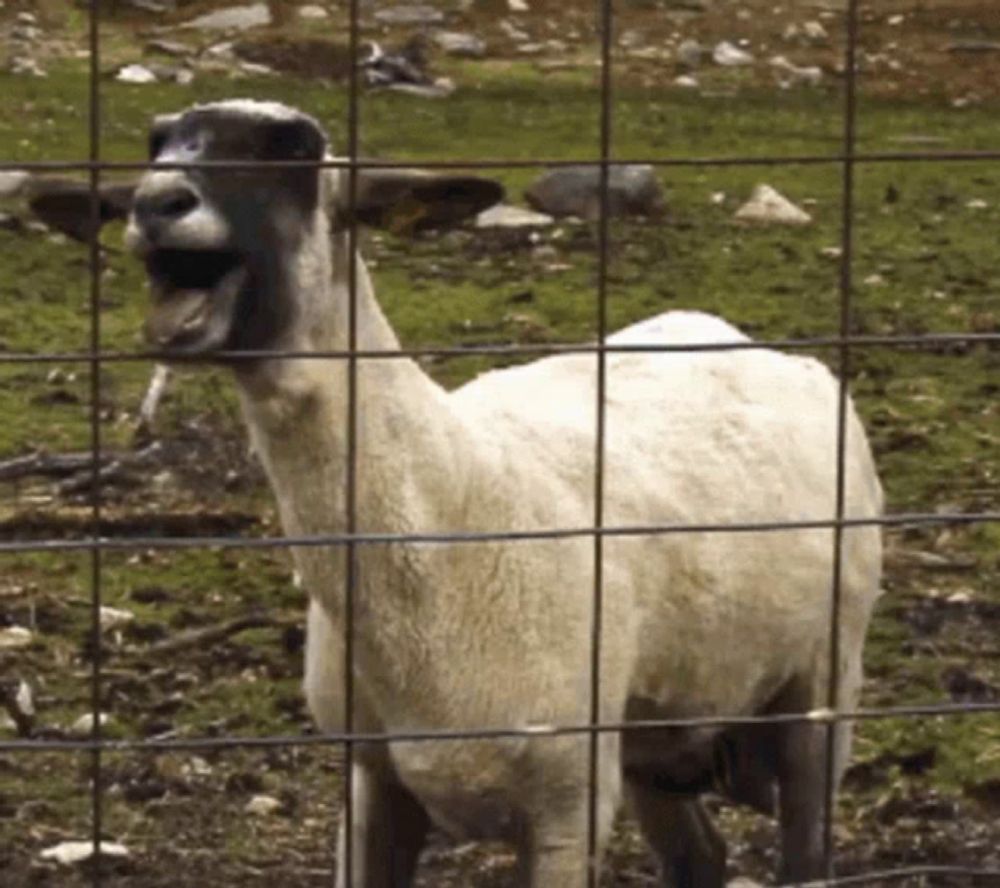 a sheep behind a fence with its mouth open