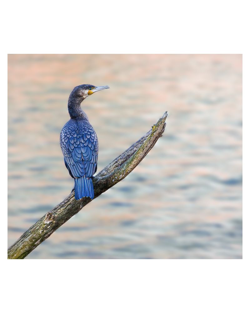 Picture of a bird on a tree stump, looking over a lake