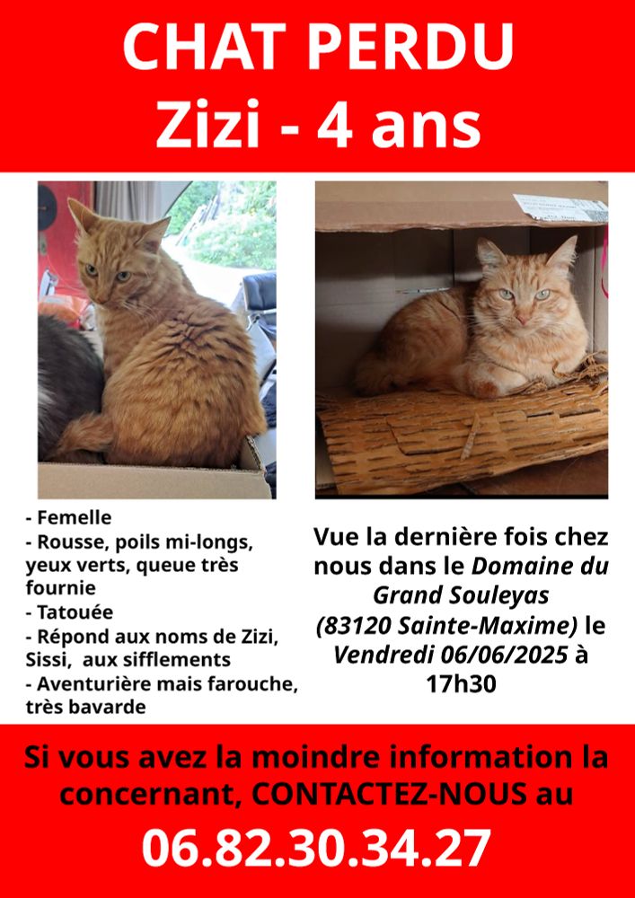 Chat perdu à Sainte-Maxime le 6 juin 2025, rousse, contactez-nous au 06.82.30.34.27
