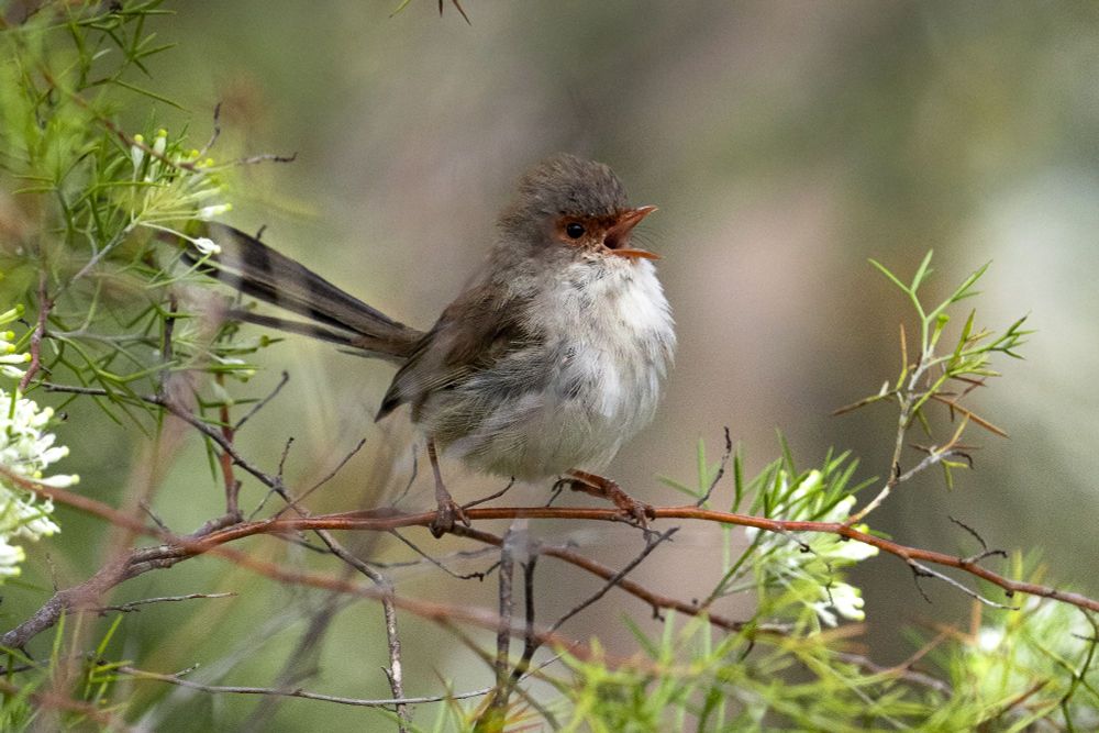 Female superb fairy-wren perched on bush and singing