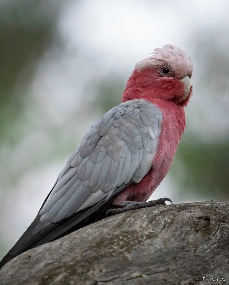 Galah sitting on a branch