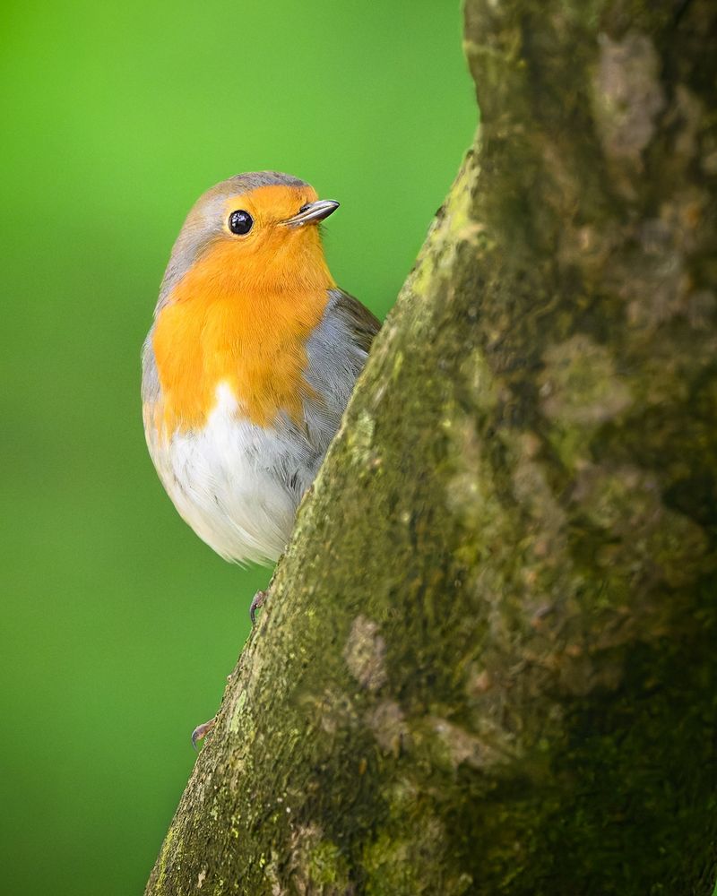 Zu sehen ist ein kleiner Vogel, der auf einem Baumast sitzt. Im Hintergrund ist grünes Bokeh.