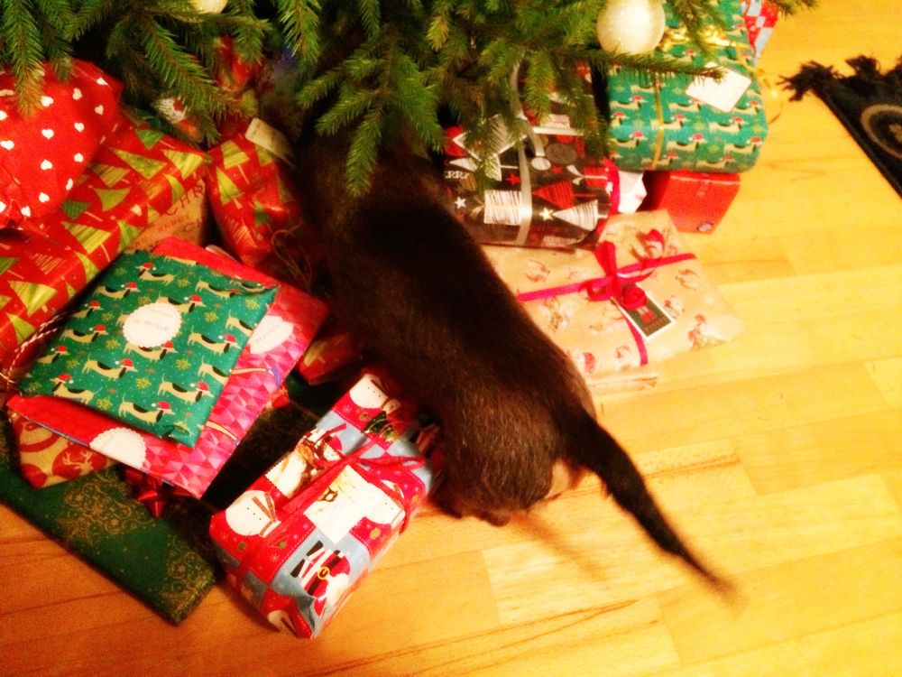 Mäyräkoira penkoo joululahjoja kuusen alla. 