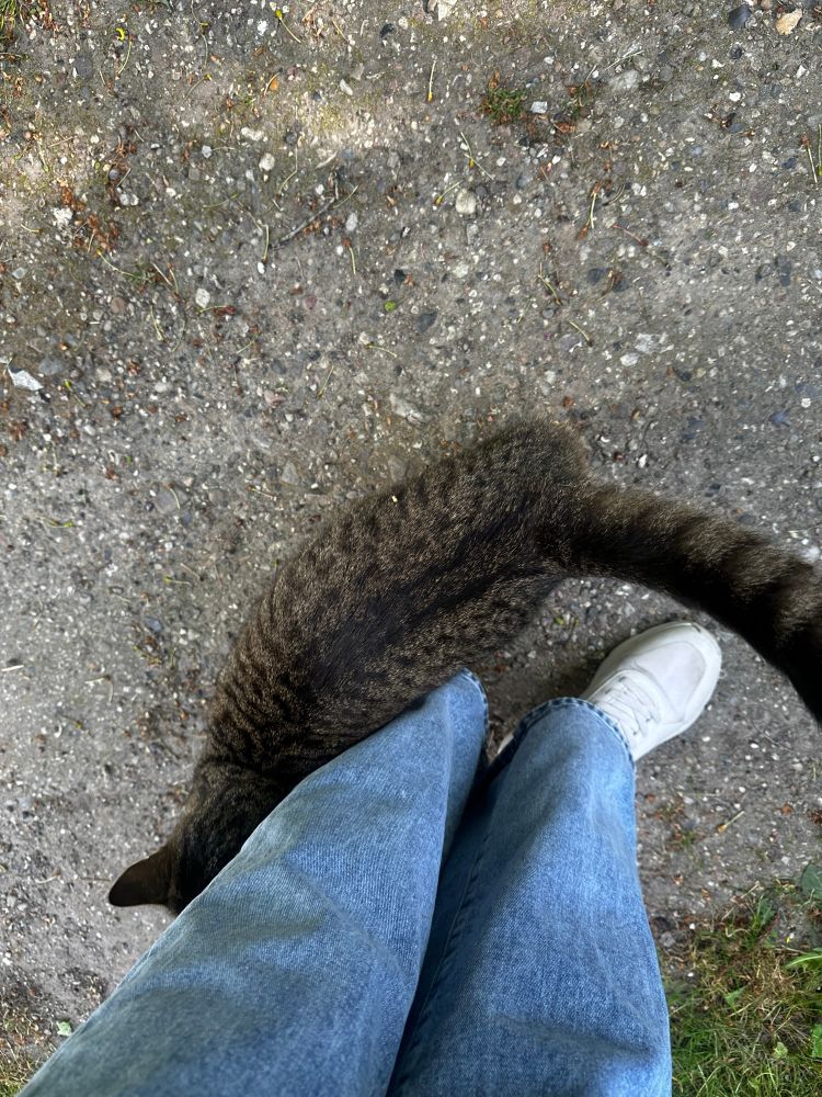 Cute kitty asking for cuddles. 