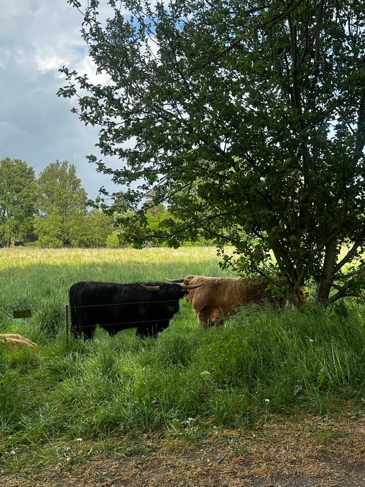 Cows! One black, one brown, both fluffy. 