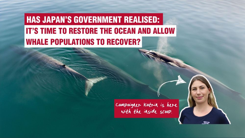 Image of a pod of whales, with the text: Has Japan's government realised: It's time to restore the ocean and allow whale populations to recover?