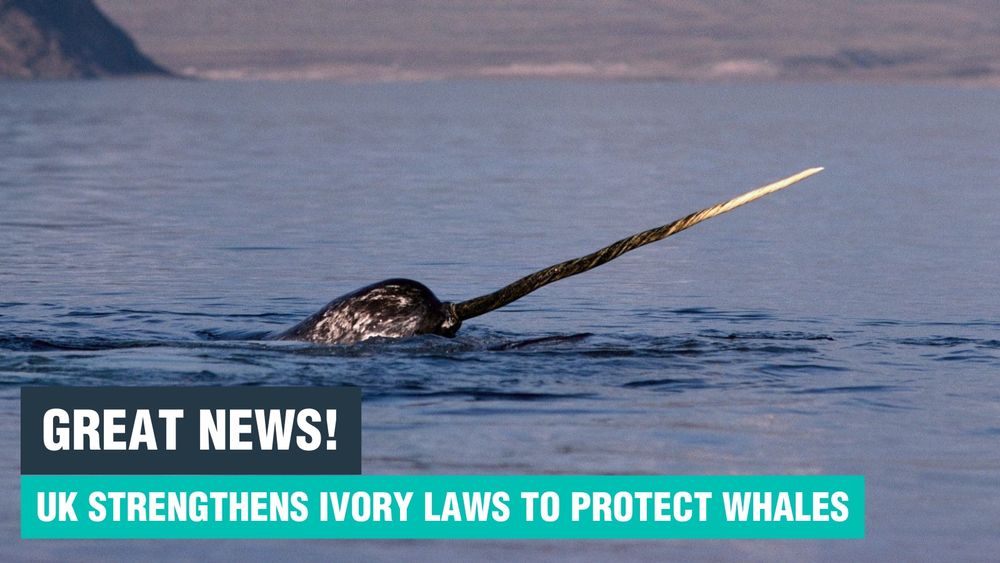 Image of a Narwhal with the text: Great news! UK strengthens ivory laws to protect whales