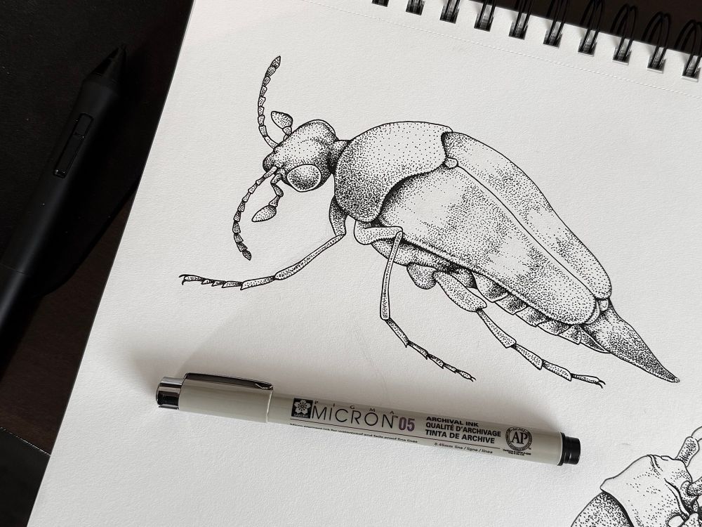 Pen and ink illustration of a tumbling flower beetle, Variimorda villosa. Art by Domenic Pennetta.