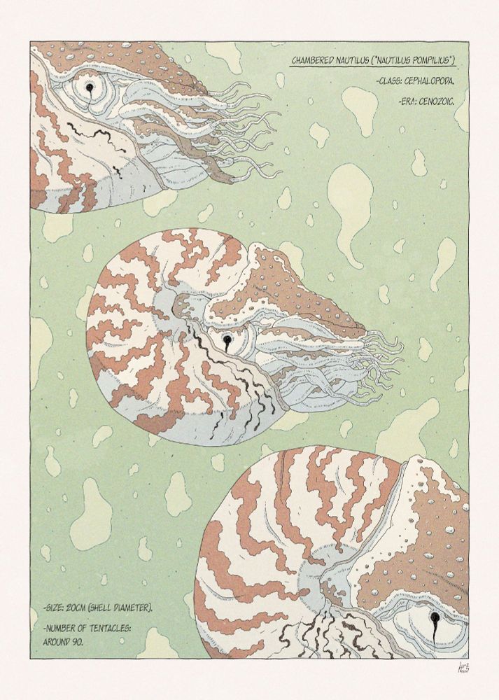Color illustration of three chambered nautilus floating against green water, shown along some facts about them.