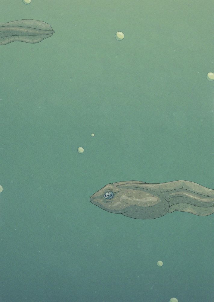 Color illustration, in greenish tones, of Rana temporaria tadpoles swimming underwater.