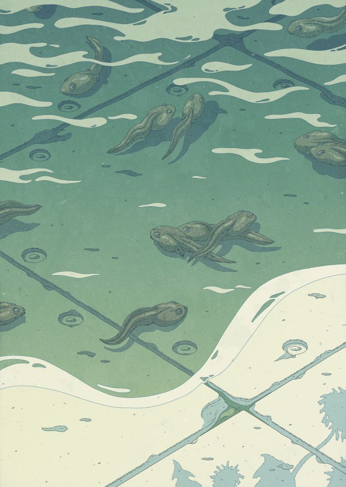 Color illustration, in greenish tones, of Rana temporaria tadpoles swimming on a puddle that has formed over a concrete floor. The shadow of some off-canvas dandelions can be seen too.