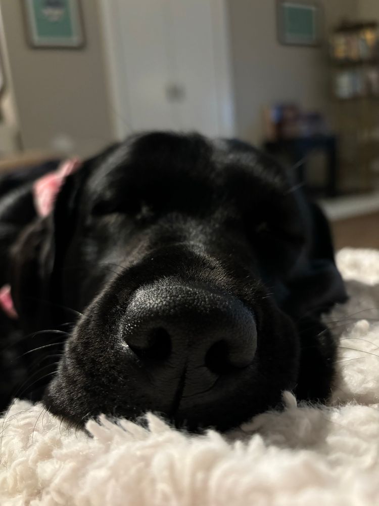 Close up of the velvety soft perfection of the snoop of a black Labrador. Her eyes are closed. She is lying on a white fluffy blanket. You can just see her pink valentines bow tie poking out from behind her ear. 