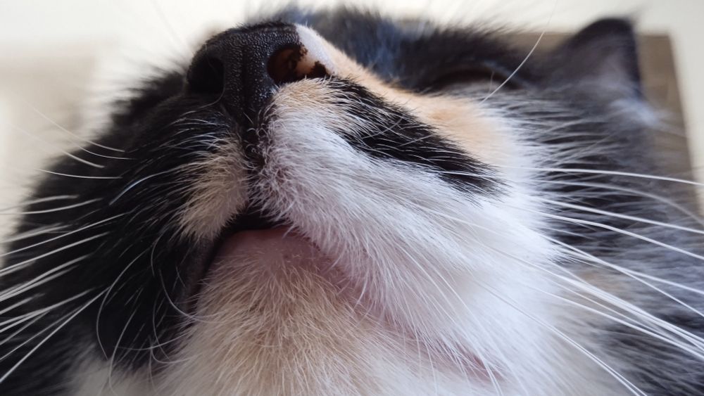 A picture showing a cat's mouth from under the cat's head. It's very hard to describe. I'm sorry.