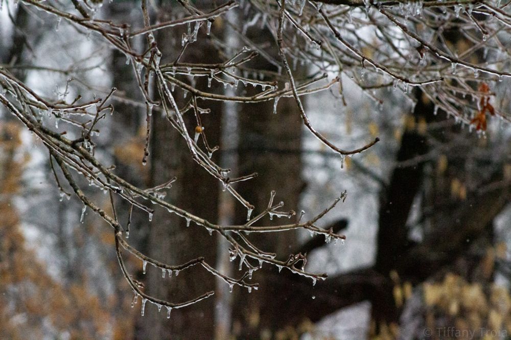 twigs on a tree branch coated with ice after freezing rain