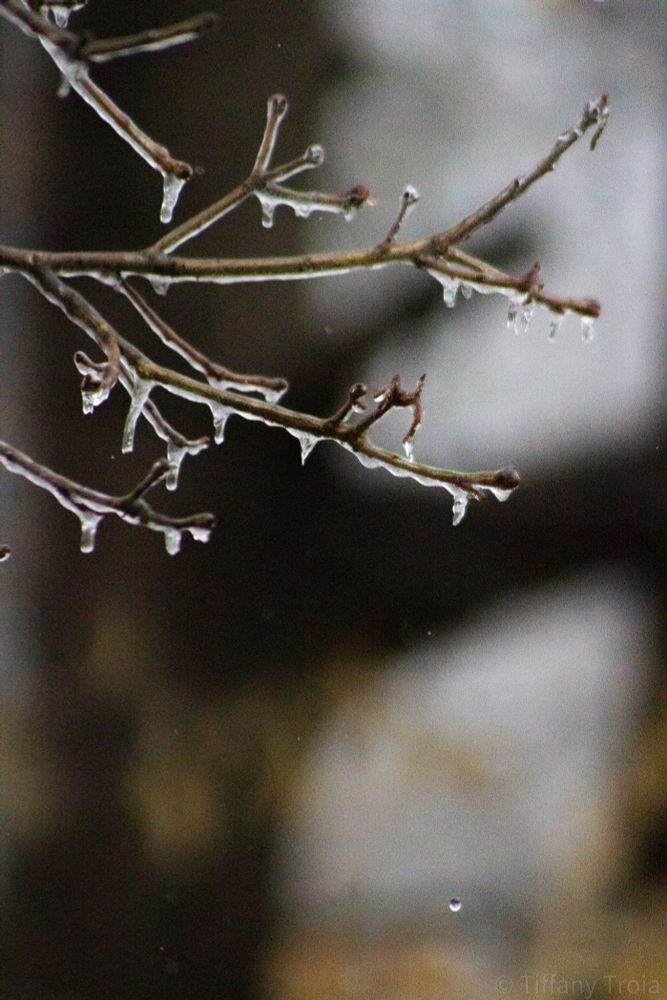 a closeup of the ice covering the tiny branches on a tree