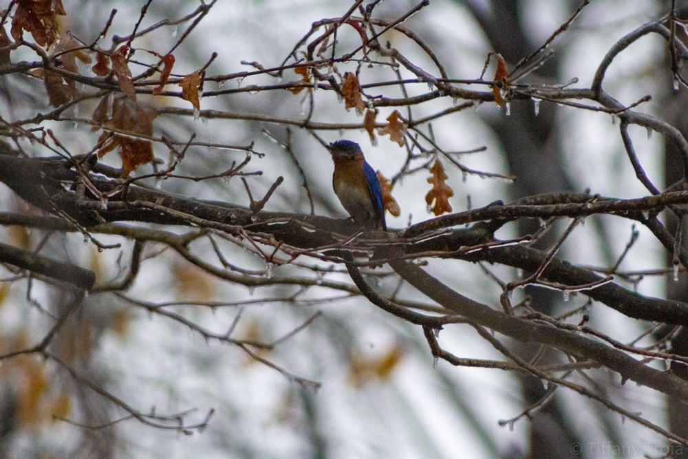 A blue bird, wet from the cold drizzle, siting on a branch in the still frozen tree