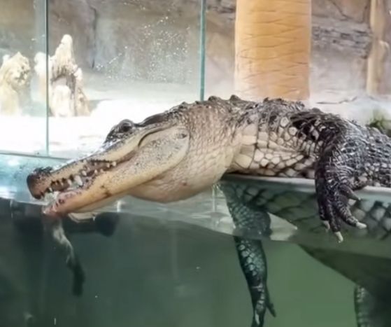 Visual of what all shady Fintech firms would look like if made into one picture.