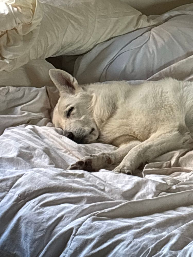 White shepherd sleeping on her feelings bed