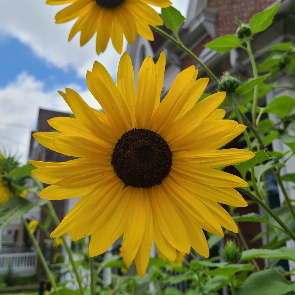Small yellow sunflower. 