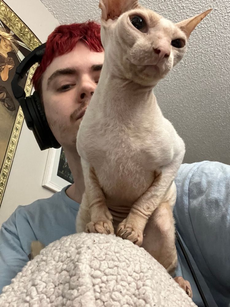 photo of a Cornish Rex cat sitting on my knee 