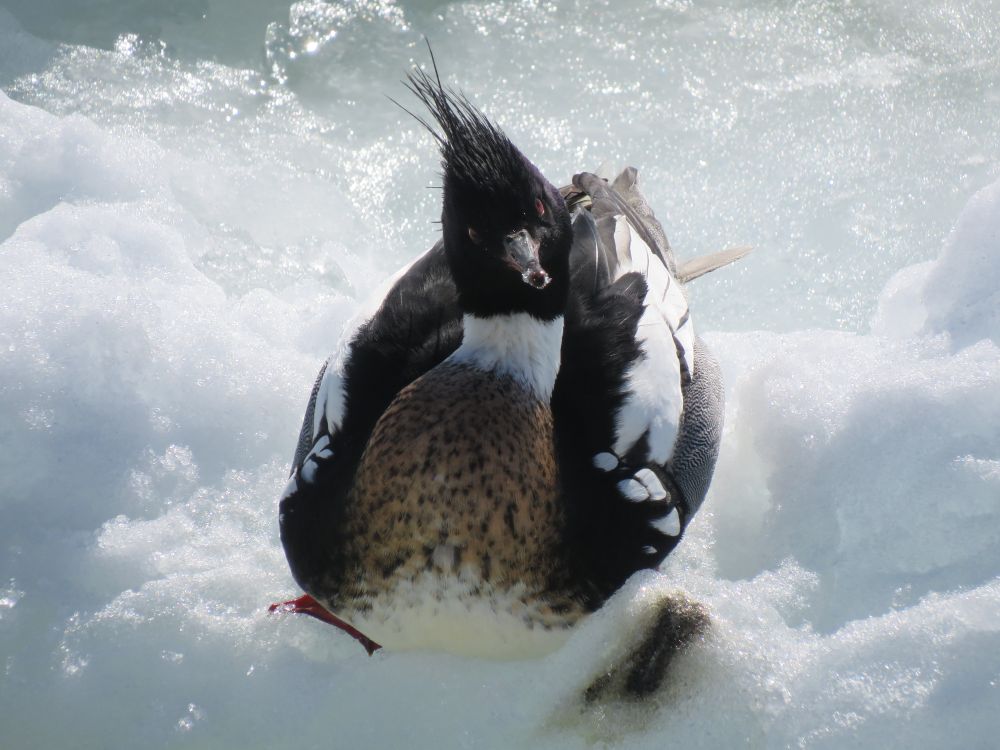 A picture of a Red Breasted Merganser from the front. It looks silly.