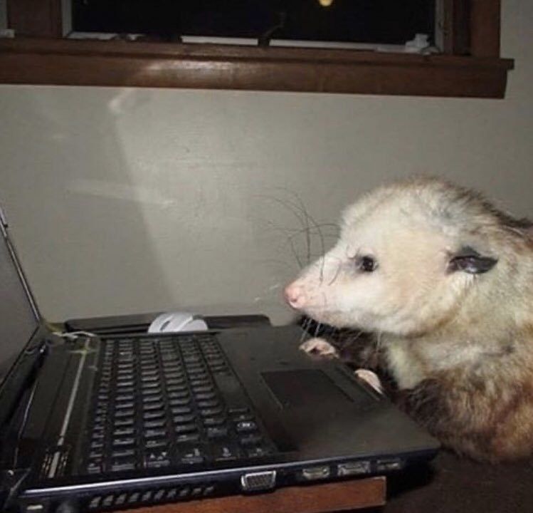 A photograph of an opossum sitting in front of a laptop staring at the screen motionless. There is no thought in that american marsupial's head. Just like me, for real.