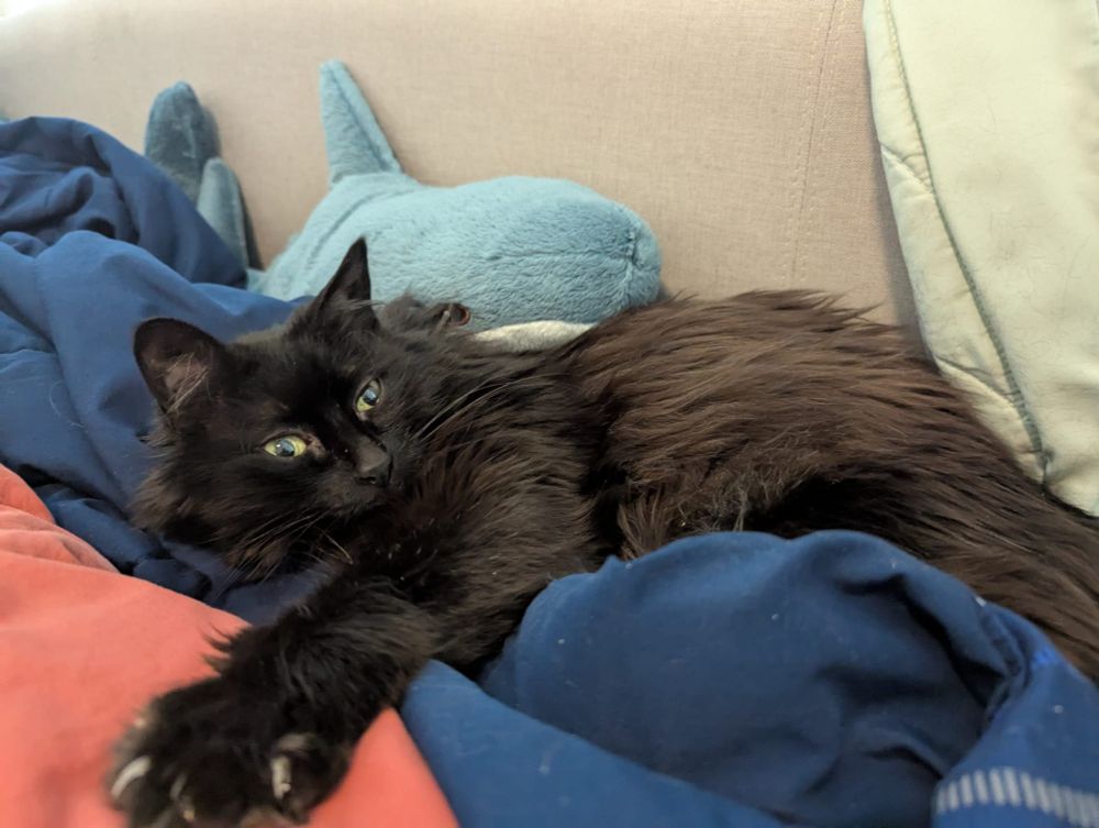 Fluffy black cats, curled up in bed, claws stretched out, next to a blue shark, aka Blahaj