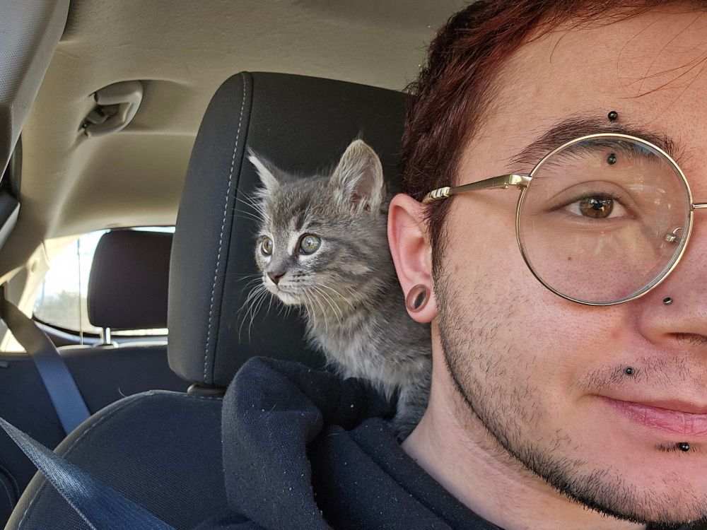grey tabby kitten hiding behind persons neck on their shoulders in a car 