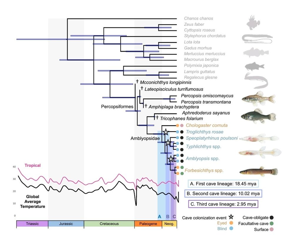 Percopsiformes phylogeny showing three independent cave colonization events