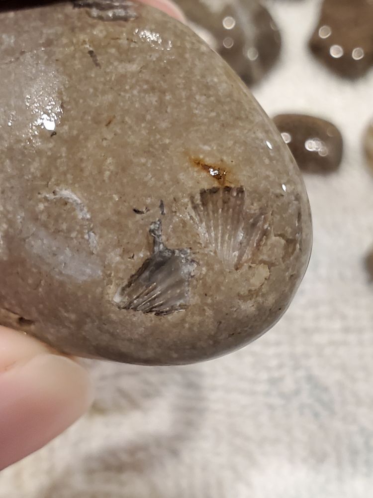 Close up of grey rock showing indentations. Possibly brachiopods 