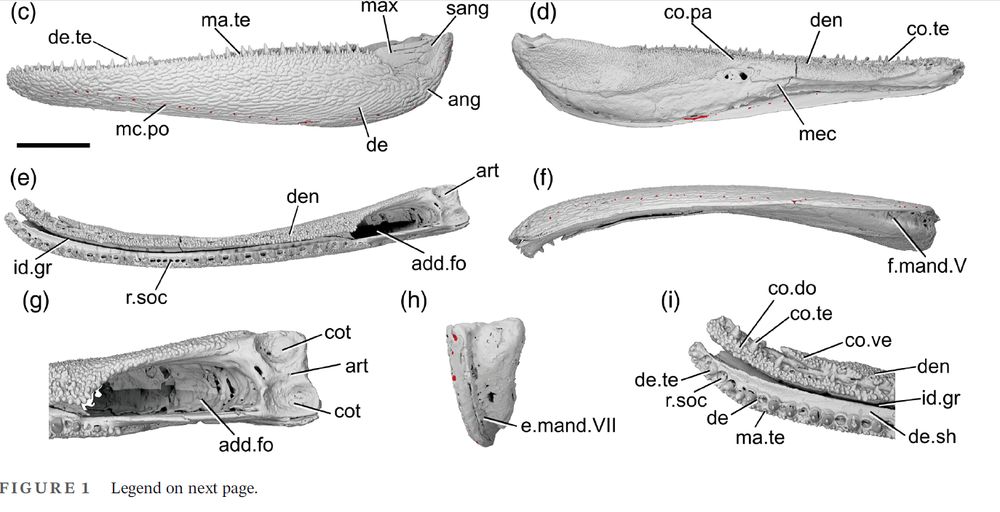 Panels c-f of Figure 1 depicting the lower jaw of Devonian actinopterygian Gogosardina coatesi