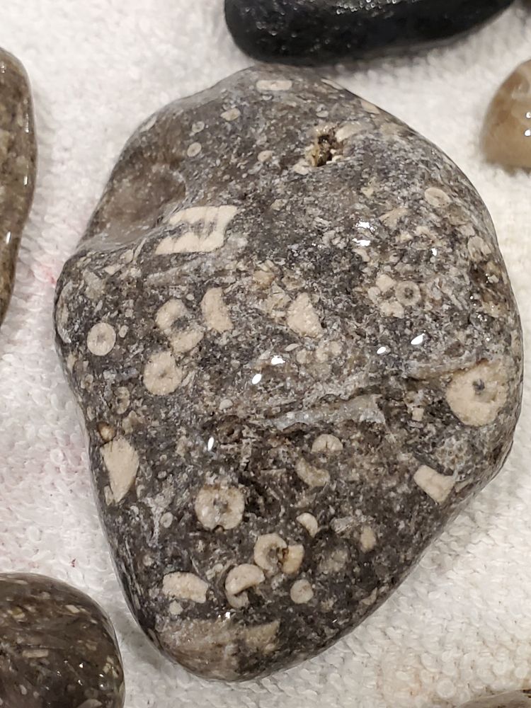 Grey rock with bits of crinoids