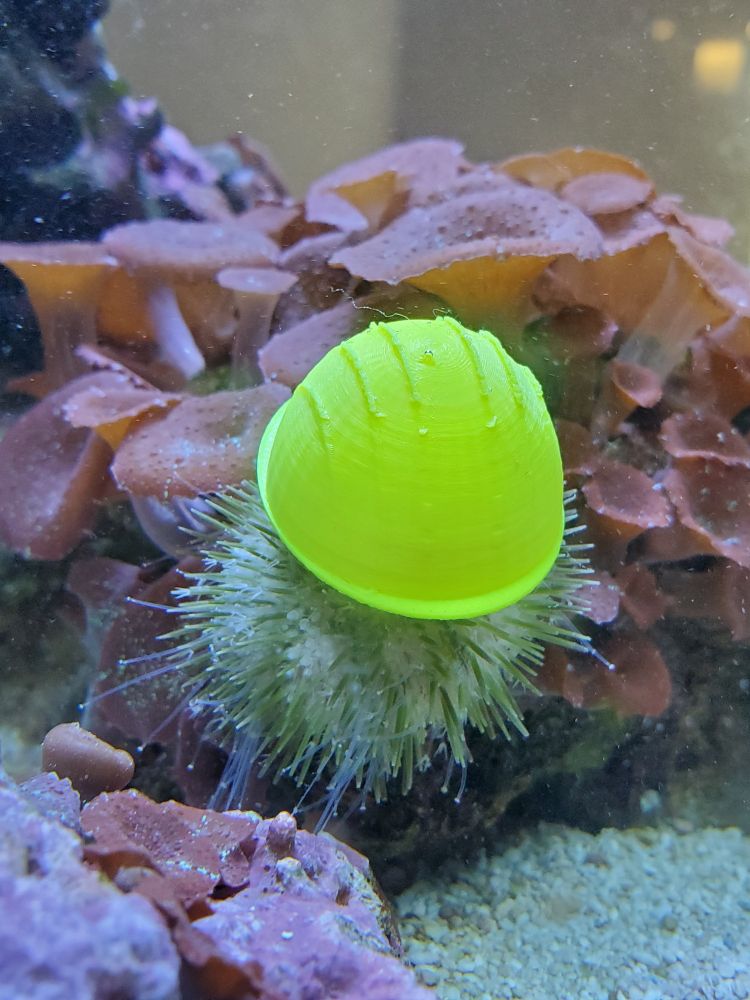 My pincushion urchin, Thistle, wearing her 3d printed yellow hard hat.