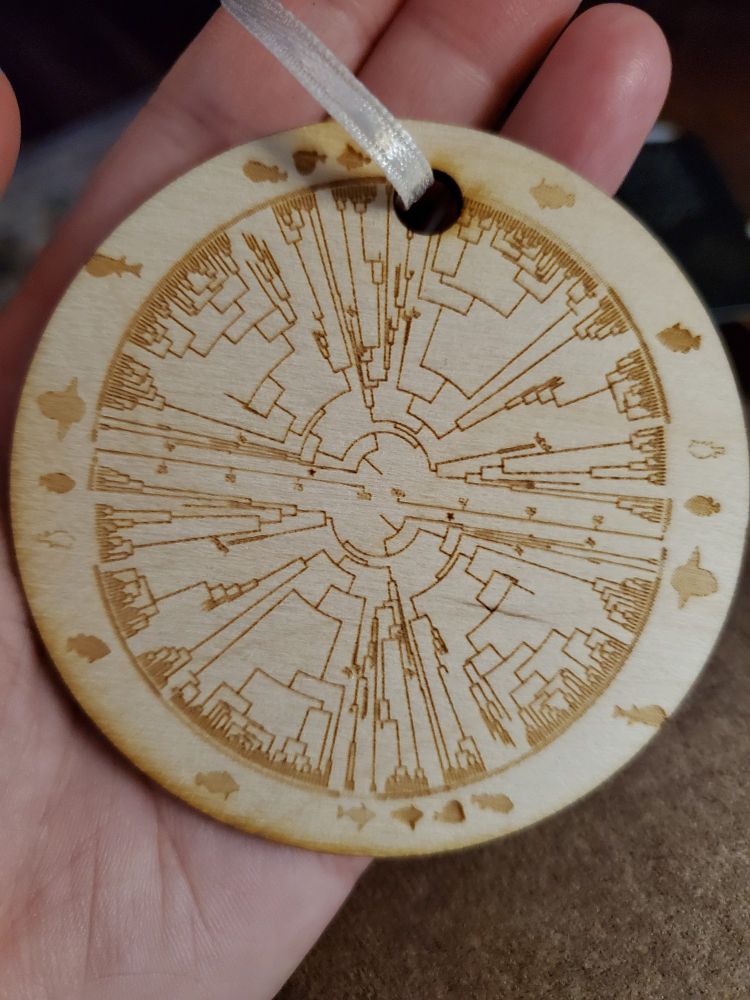 Tetraodontiformes phylogeny from Troyer et al, 2022 etched onto a wooden ornament.