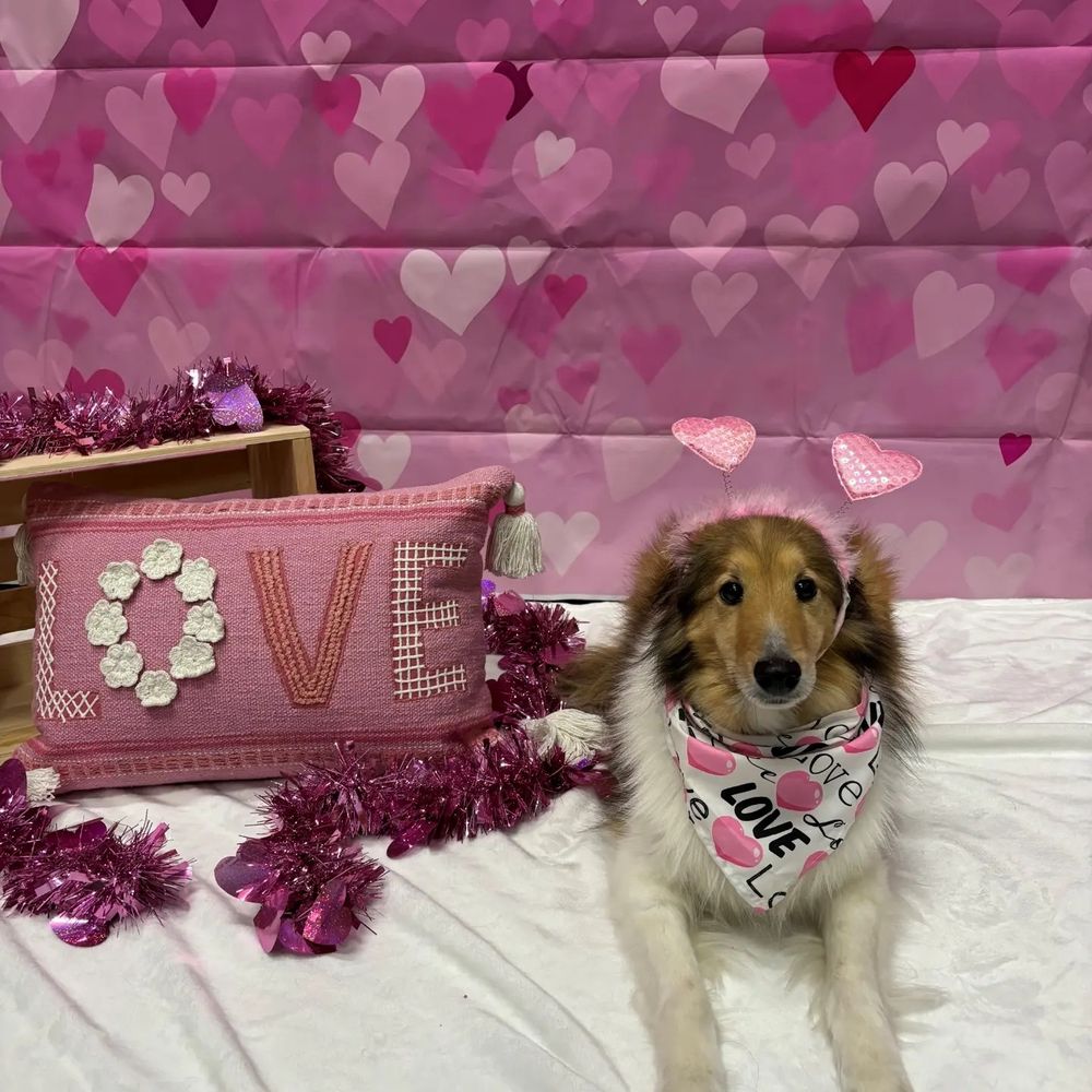 Sheltie in front of pink background with hearts. Sheltie is laying next to a pillow with the word "love" on it. Sheltie is wearing a pink heart headband and bandana with pink hearts